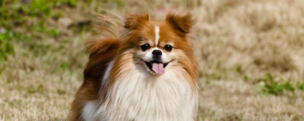 狗狗可以吃火腿吗