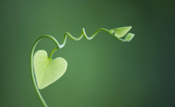 女生喜欢绿色暗示什么特点