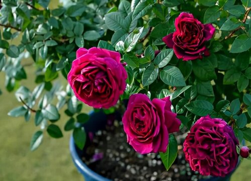 土球发货的月季怎么栽种