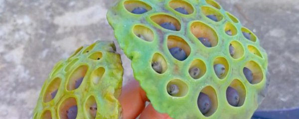 减肥可以吃莲蓬吗