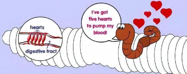 蚯蚓有几个心脏