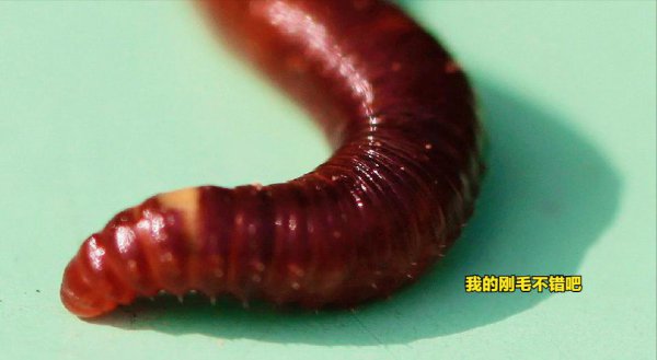 蚯蚓有几个心脏