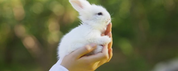 龙猫和兔子能一起养吗