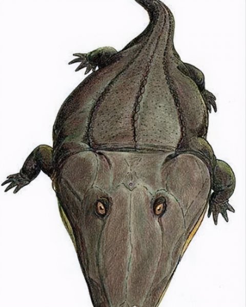 地球上最凶猛的动物有哪些