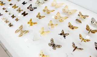 怎么判断蝴蝶公母解 分辨蝴蝶雌雄的方法