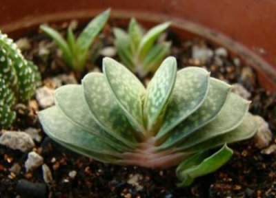 多肉元宝的养殖方法 多肉元宝的养殖方法和注意事项