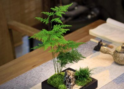 文竹怎么养长的快 文竹生长缓慢如何养护