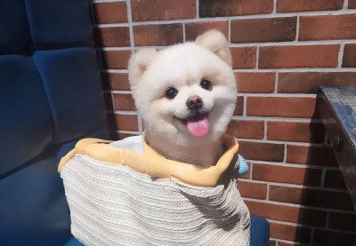 博美聪明吗 智商高的博美犬往往有这几个表现