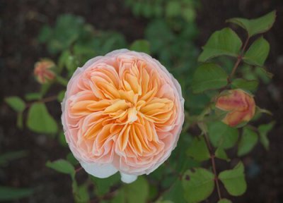 最值得入手的灌木月季品种 优秀灌木月季名称及图片