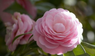 插花有什么办法保鲜 插花保鲜方法