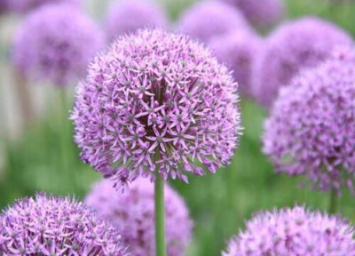 大葱是多年生植物吗 大花葱是一年生还是多年生的草本植物