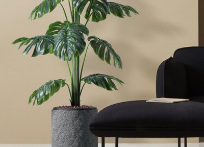 龟背竹价格 龟背竹多少钱一盆