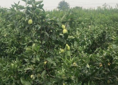 龙枣养护与繁殖 龙须枣树应该如何进行养殖呢