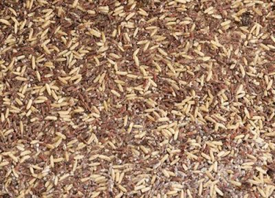 松木木屑能做花土吗 松木木屑可以做花土吗