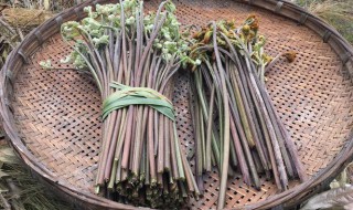 如何保存新鲜蕨菜 保存新鲜蕨菜有什么方法