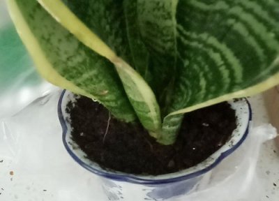 虎皮兰叶片卷曲可能是什么原因 叶子卷叶发软怎么回事