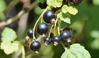 龙葵是白花菜吗 龙葵是否是白花菜