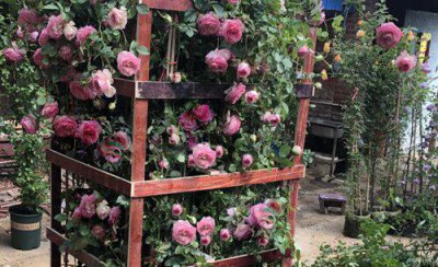 蔷薇花花期时间 蔷薇花花期是什么时候