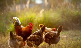 鸡最好吃的部位 鸡身上哪个部位最好吃