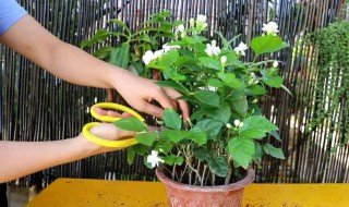 茉莉冬天怎么浇水 茉莉冬天如何浇水