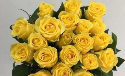 代表对不起的花是什么 什么花花语代表道歉请求原谅