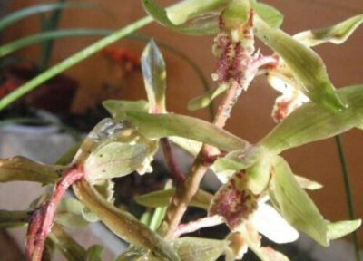 晒伤的危害有哪些 花卉晒伤都有哪些表现