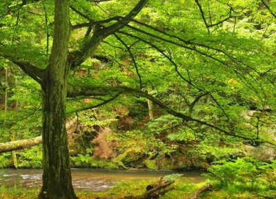 榉树和榆树区别 榉树和榆树的区别