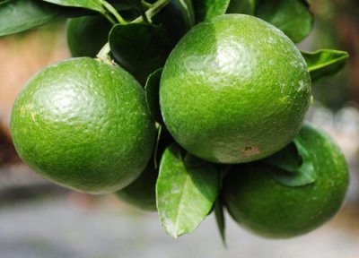 青橘子属于热性还是凉性 青橘子是热性还是凉性的