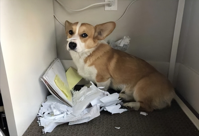 为什么柯基不能打 主人生气打了柯基犬会有什么后果