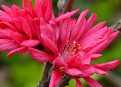 榆叶梅是梅花吗 榆叶梅花跟普通梅花的区别图片