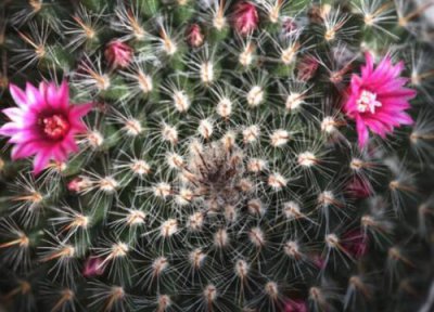 玉翁仙人球的养殖方法和注意事项 仙人球玉翁能怎么养