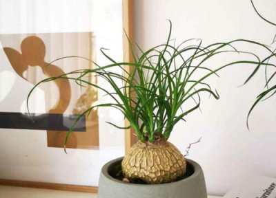 啤酒可以养吊兰吗 分享适合懒人养殖的啤酒兰