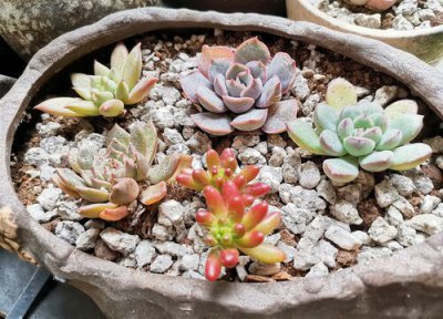 多肉夏季可以淋雨吗 多肉在夏天淋雨会造成哪些后果