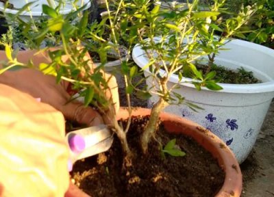 六月雪扦插生根时间 六月雪扦插多久生根