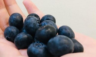 都柿是什么 何谓都柿