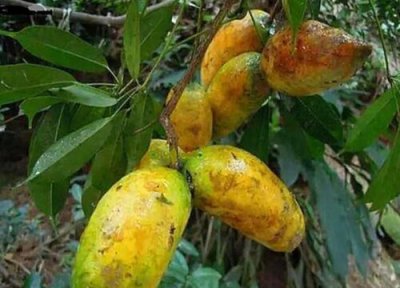 九月黄金蕉种植技术 九月黄金蕉几年结果实