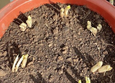 小香葱种子播种时间 小香葱种子的种植方法