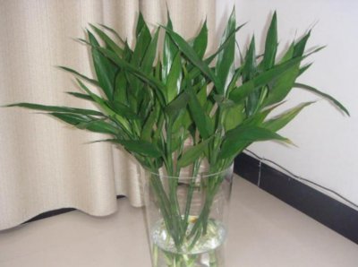 富贵竹简介 富贵竹和观音竹的区别