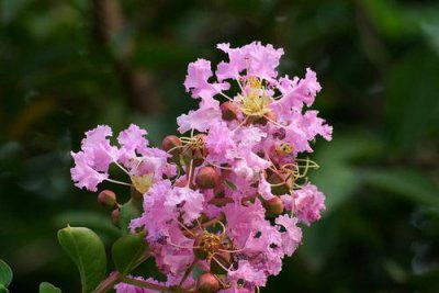 紫薇扦插时间 紫薇扦插生根最快方法