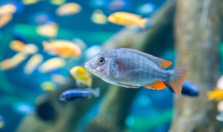 井水养鱼放什么 用井水养鱼要注意什么