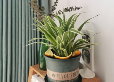 吊兰花什么时候分盆最佳 吊兰花怎么分盆容易成活