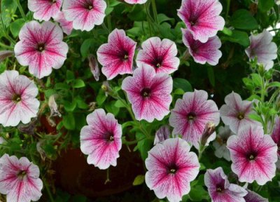 垂吊牵牛什么时候播种 种植时间和方法