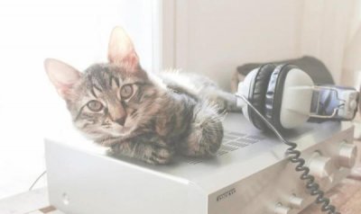 猫跳蚤在家里怎么彻底消灭干净 3大小妙招帮你去除跳蚤