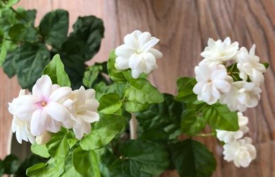 茉莉叶子发黄是什么原因造成的 茉莉花黄叶是怎么回事