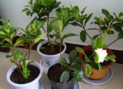 盆栽怎么换土换盆 盆栽换土换盆作用与要求