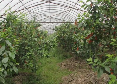 建4亩地樱桃大棚需要多少钱 樱桃大棚每亩投资造价