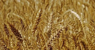 当前小麦价格是涨是落 价格上涨范围扩大增加农民收入