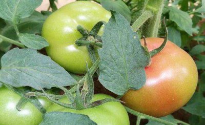 西红柿施肥的正确方法 种植西红柿全过程施肥料技术