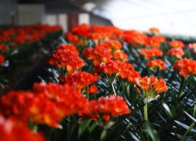 君子兰这样养护 君子兰都有哪些养护技巧叶片油绿