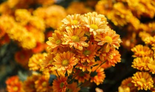 菊花被称为什么 菊花的别称有哪些